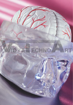 Four-Section Brain Model with Clear Head